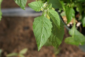 Eastern black nightshade leaf