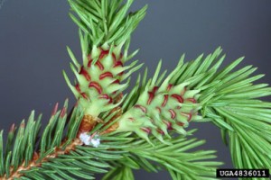 Eastern spruce gall adelgid damage