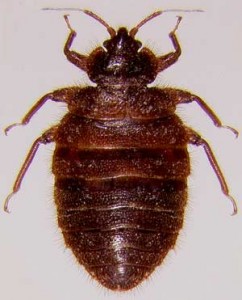 Eastern Bat Bug Adult Dorsal