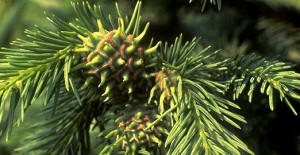 Eastern spruce gall adelgid damage