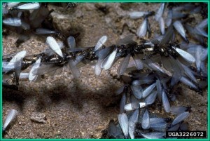 Eastern Subterranean termites