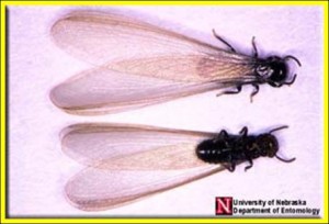 Eastern Subterranean termites