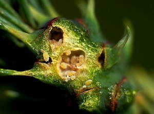 Eastern spruce gall adelgid larve