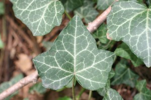 English ivy leaf