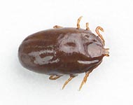 Cachorro Castanho Fêmea Ingorgado Tick