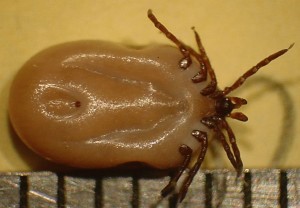 Engorged Female Deer Tick