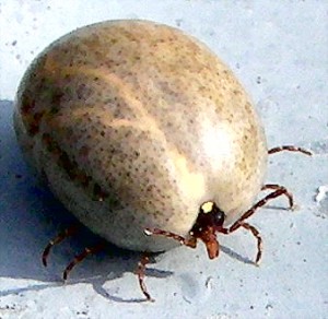 Engorged Female Lone Star Tick