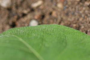 Erect hairs on ivyleaf morningglory leaf