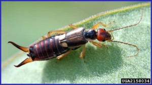 European Earwig on green leaf