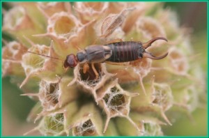 European Earwig