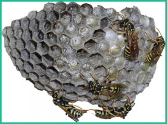 European Paper Wasps On Nest