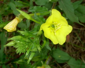 Eveningprimrose flower