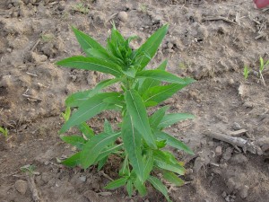 Eveningprimrose plant