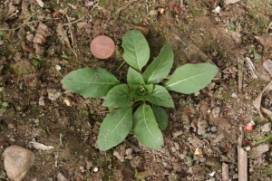 Eveningprimrose rosette