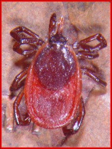 Female Deer Tick