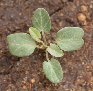 Field bindweed seedling