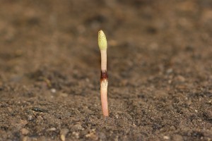 Field horsetail fruiting stalk