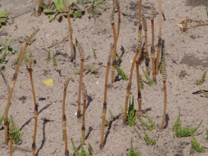 Field horsetail patch in field