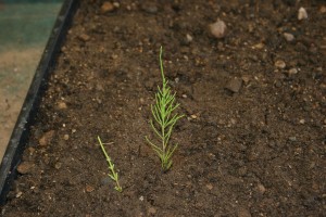 Field horsetail vegetative stem