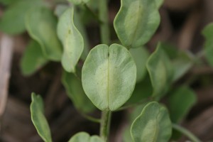 Field pennycress fruit