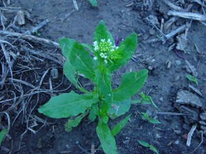 Field pennycress plant