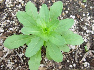 Field pennycress rosette