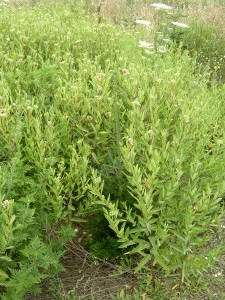 Field shot of hemp dogbane