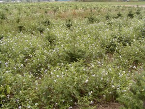 Field shot of horsenettle