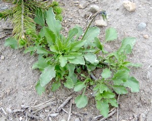 Field violet plant