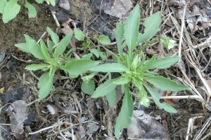 Field violet plants