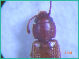 Foreign grain beetle head and thorax