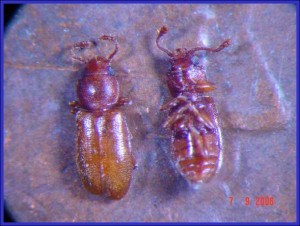 Closeup Foreign Grain beetle on penny