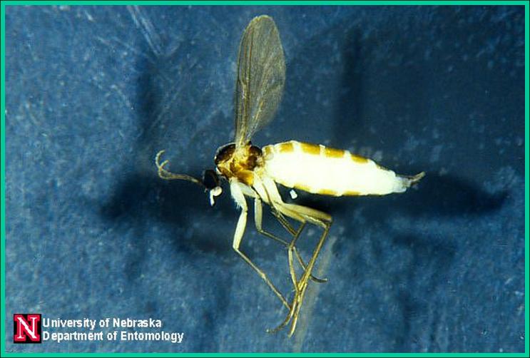 8 Ways to Get Rid of Fungus Gnats