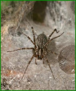 FunnelSpider-252x300