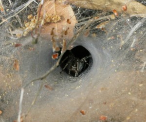 FunnelSpider3-300x251