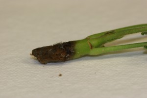 Geranium stem infected with Botrytis