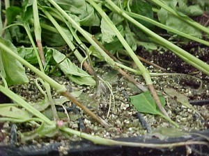 Girdling lesions at soil line caused by Rhizoctonia solani