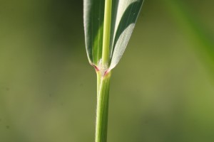 Green foxtail collar region