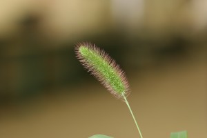 Green foxtail seedhead