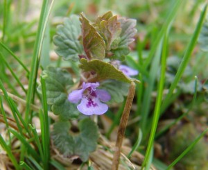 Ground ivy flower