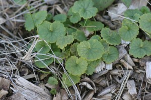 Ground ivy plant