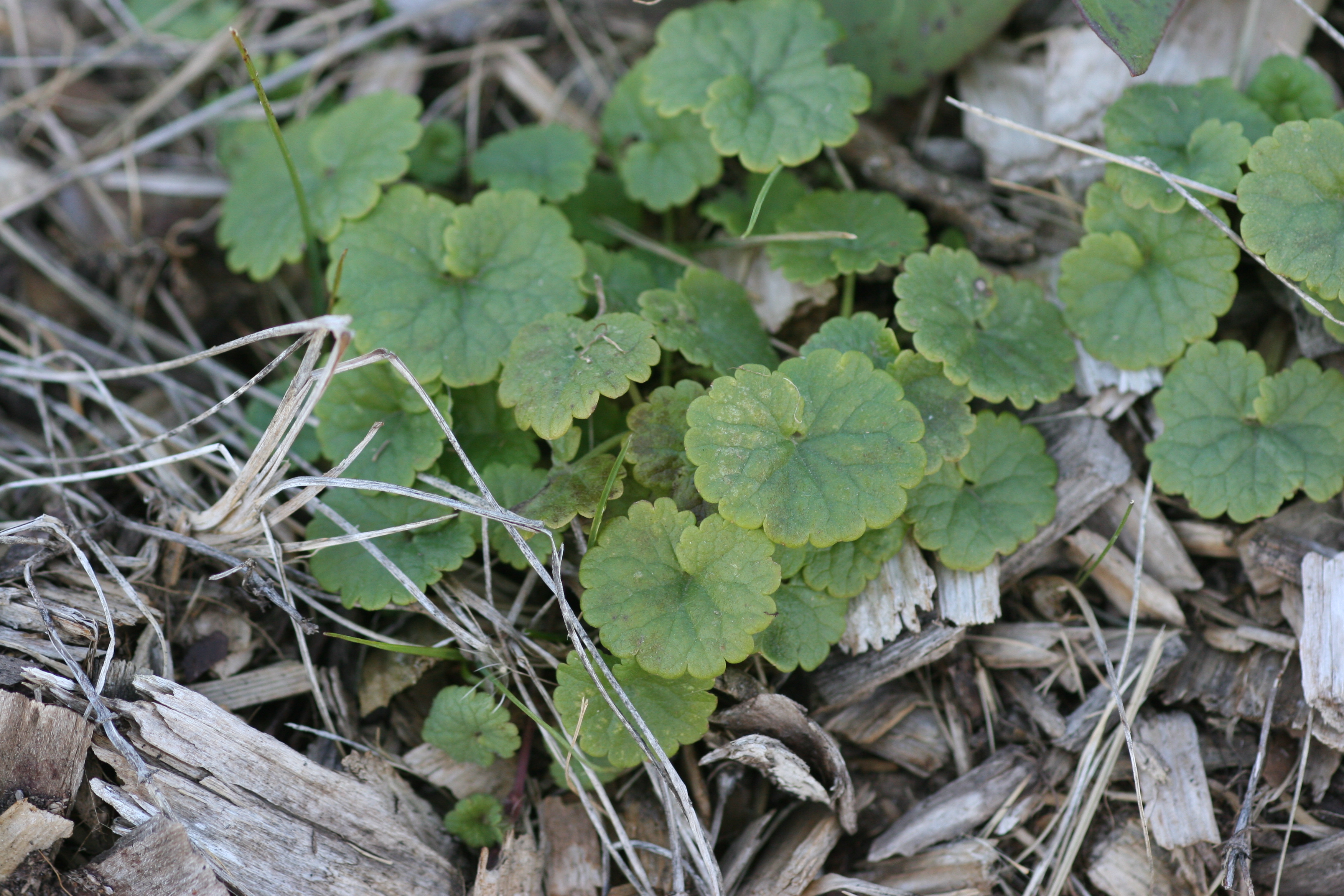 Image of Creeping Charlie plant with small, round leaves