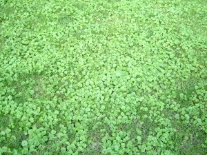 Ground ivy plants growing in lawn