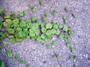 Ground ivy stolons