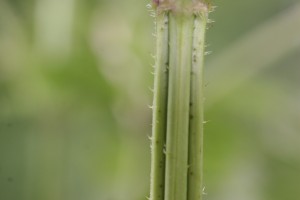 Hair on stem of stinging nettle