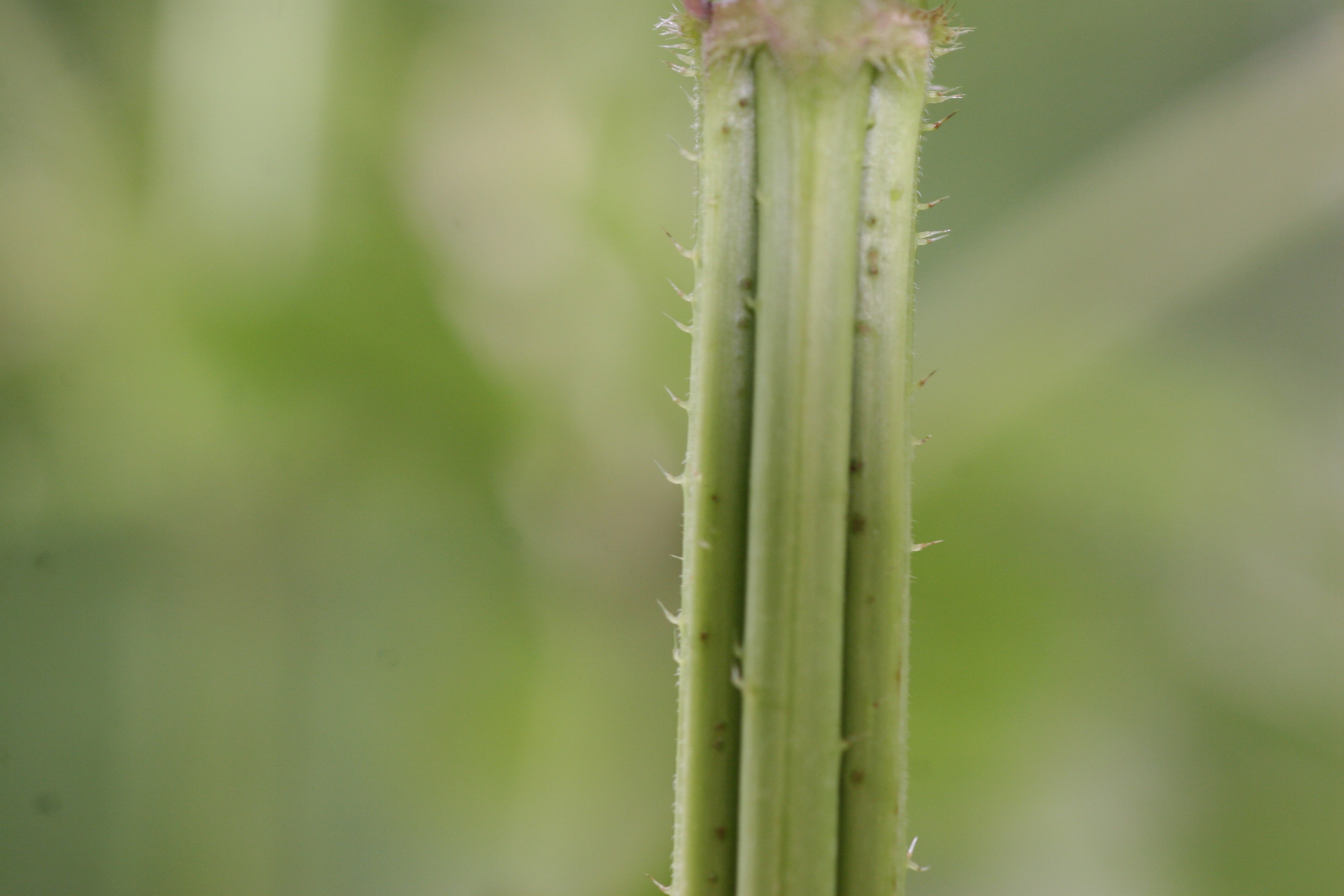 Stinging nettle – Urtica dioica - Plant & Pest Diagnostics