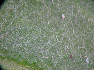 Hairs on leaf surface