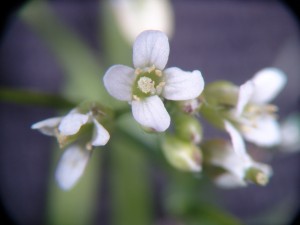 Hairy bittercress flower