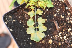 Hairy bittercress leaf