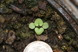 Hairy bittercress seedling